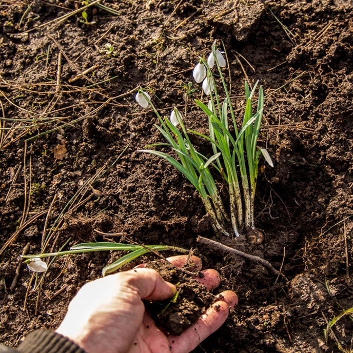 Plant nye vintergækker