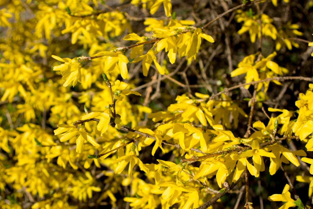 Forsythia Intermedia Lynwood