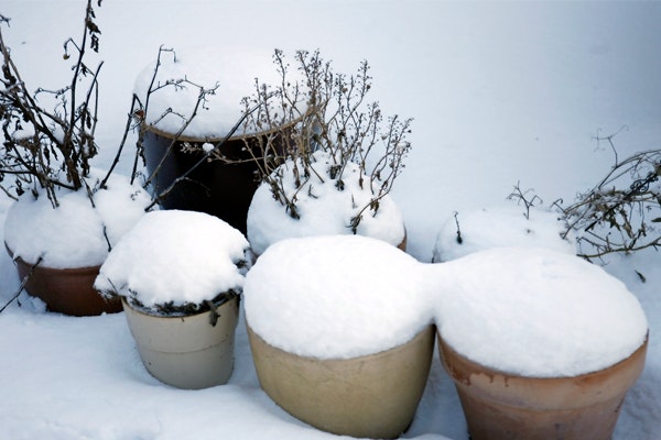 Sneen beskytter planterne imod frost