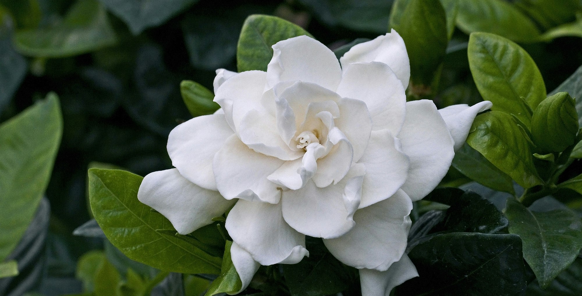 Den meget smukke blomst af gardenia