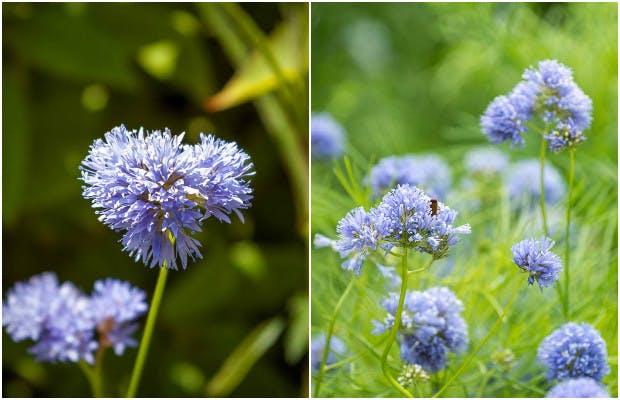 Blåhoved: Sartblå sommerblomst