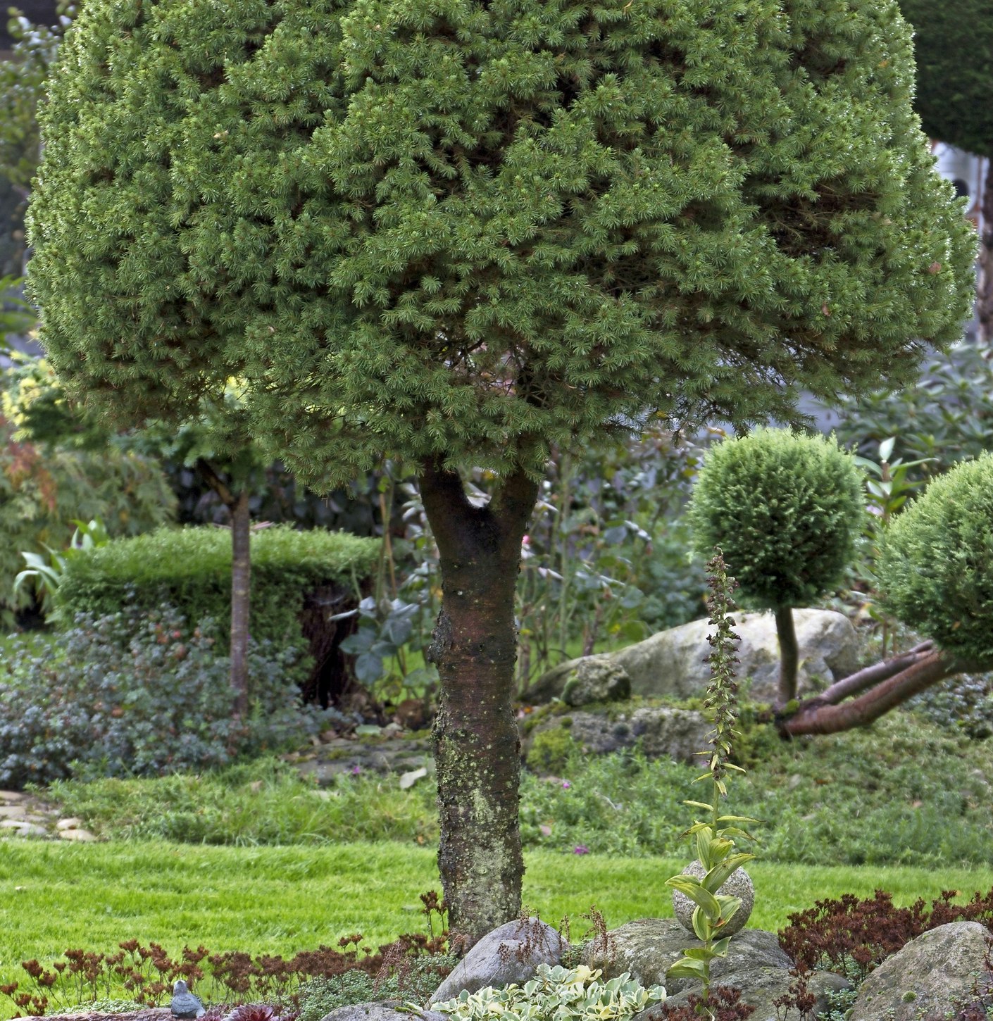 Guide: Plantning af træer i haven ISABELLAS