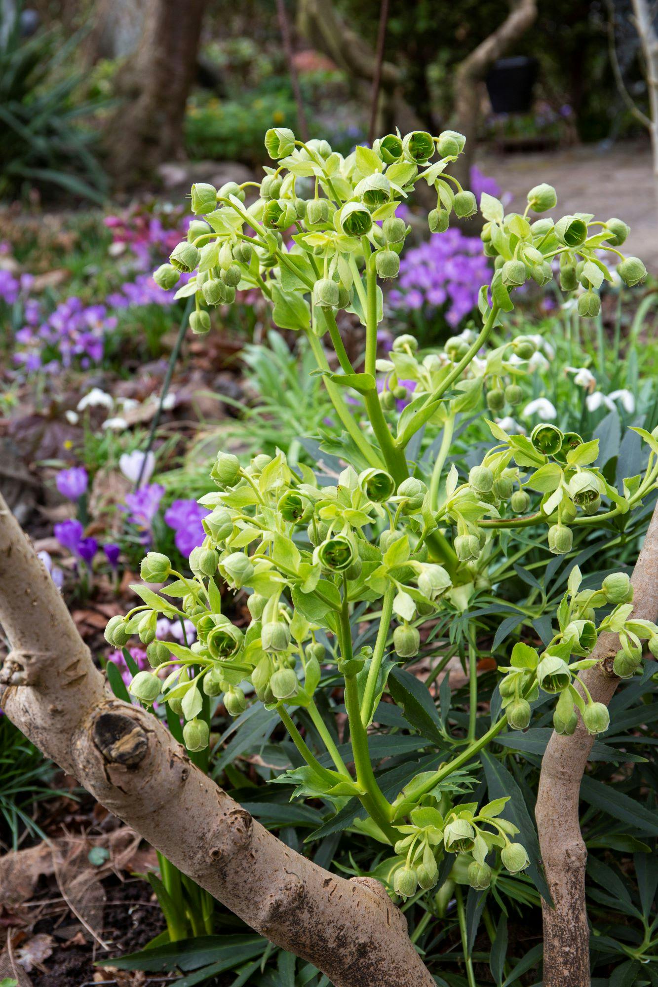 Stinkende nyserod i haven