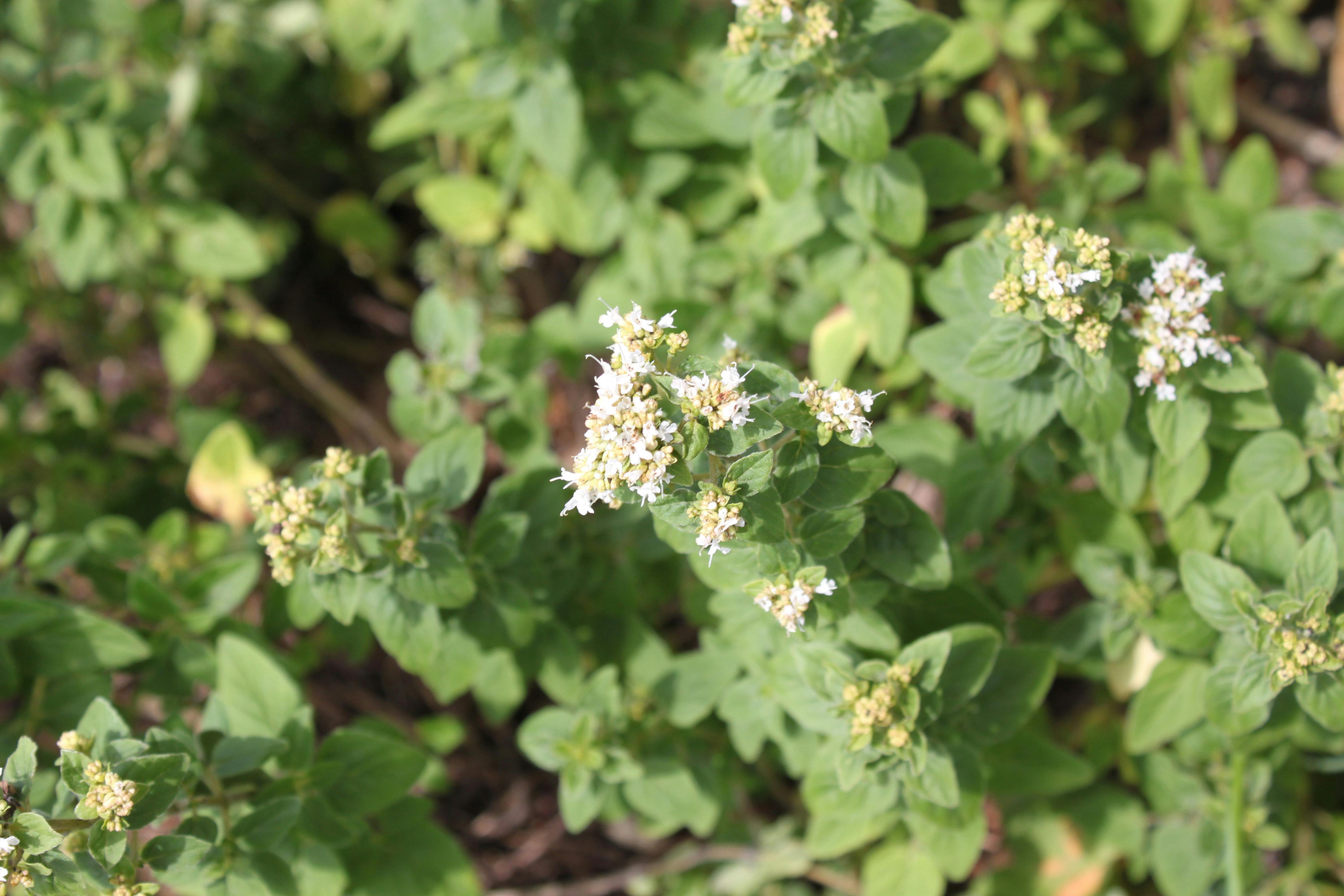 Merian i blomst