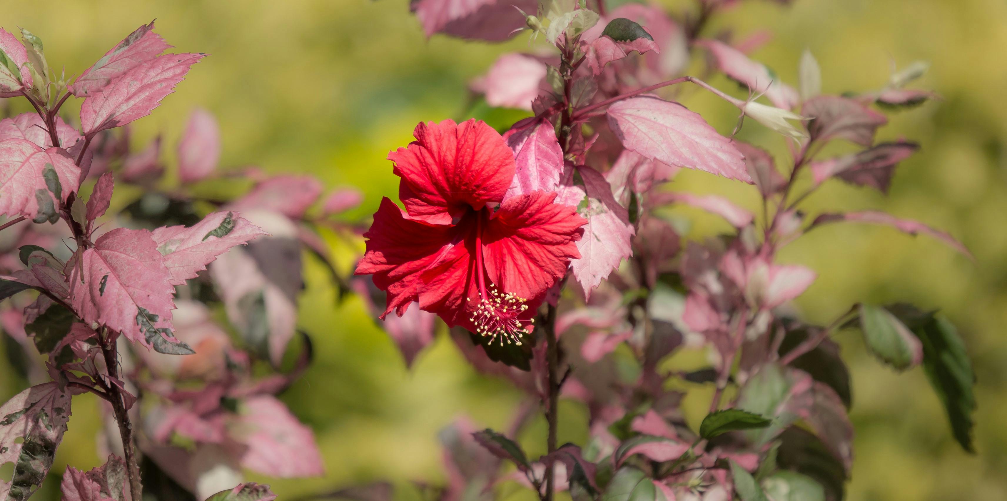 Dyrk selv hibiscusblomst