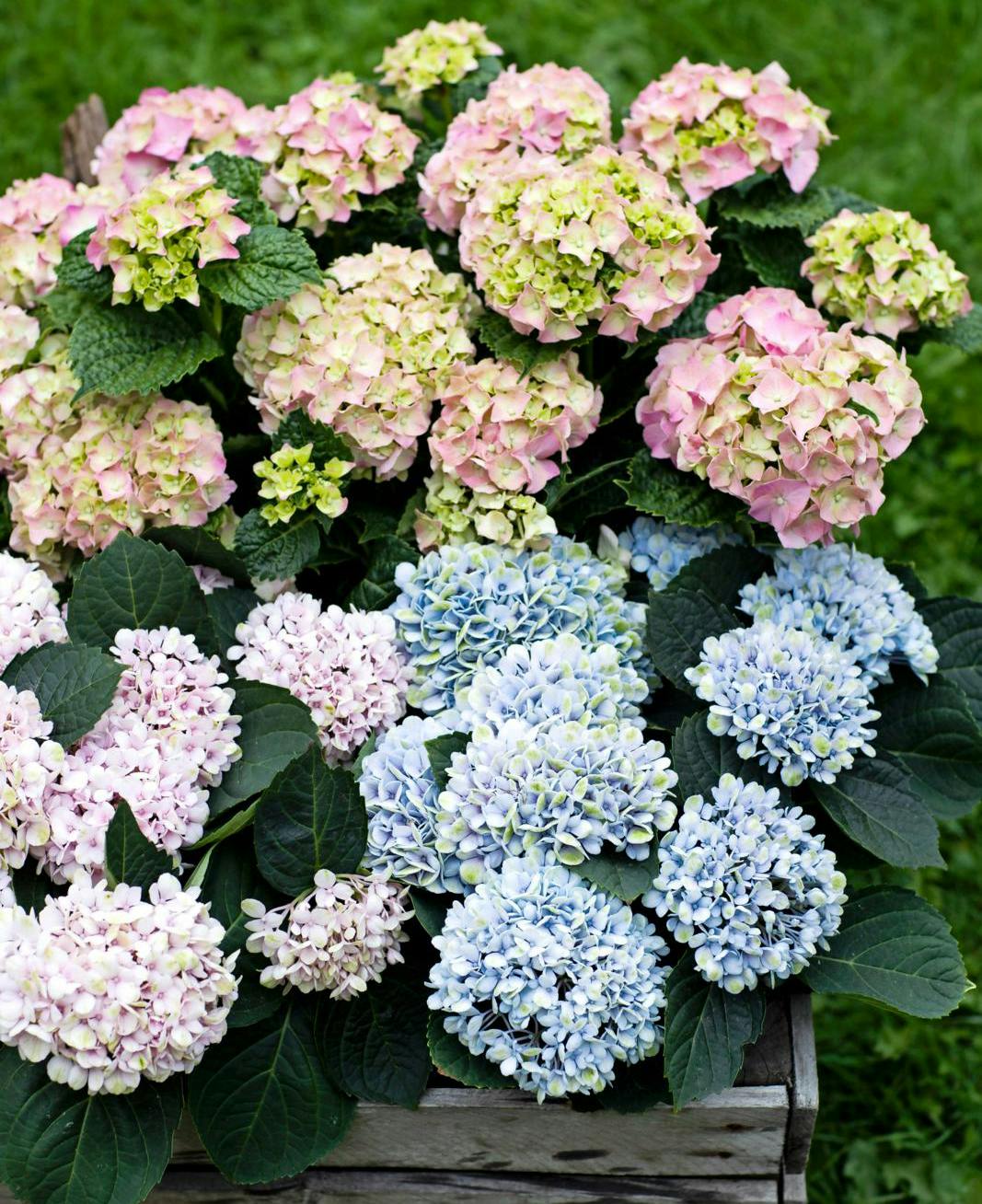 Sådan får du succes med hortensia