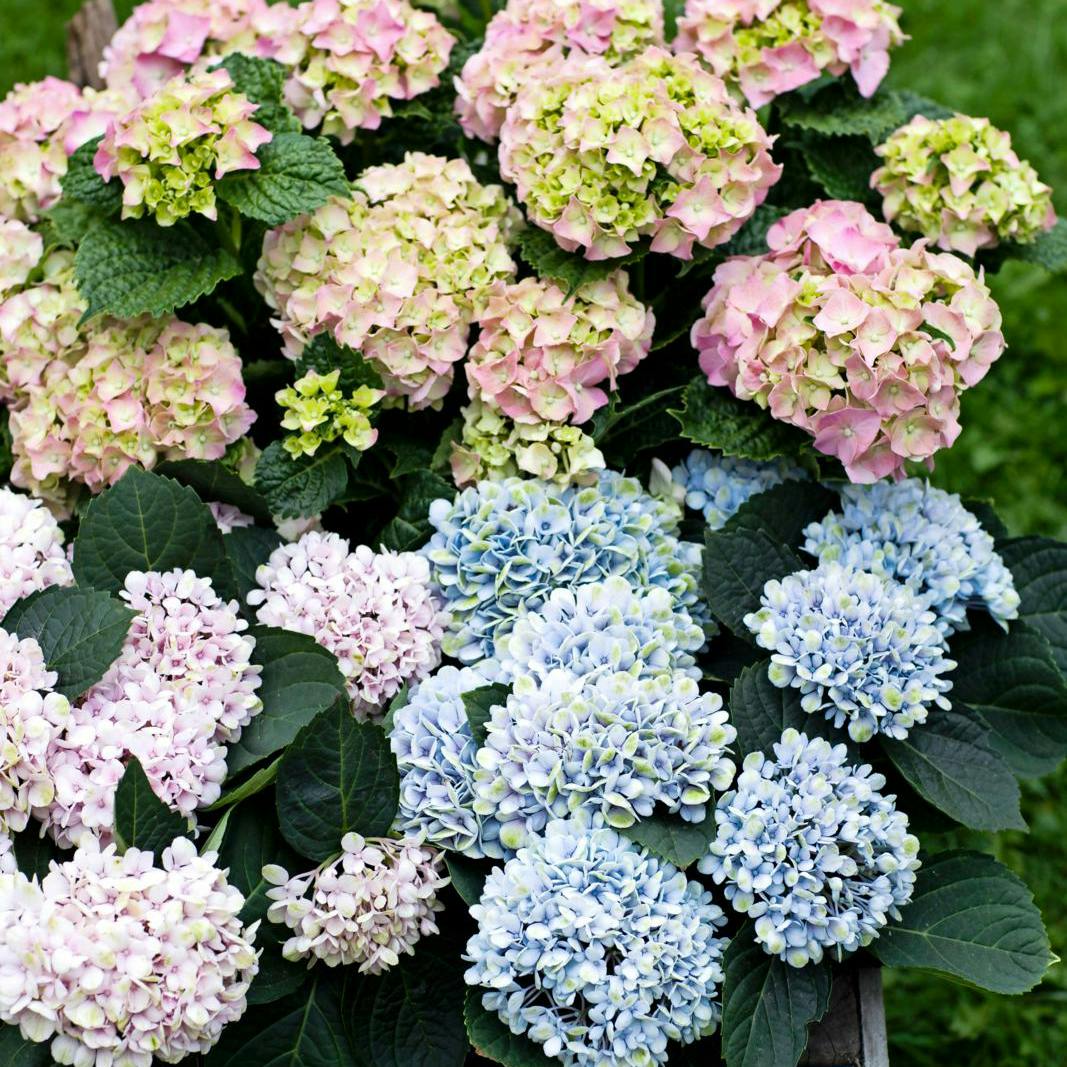 Sådan får du succes med hortensia