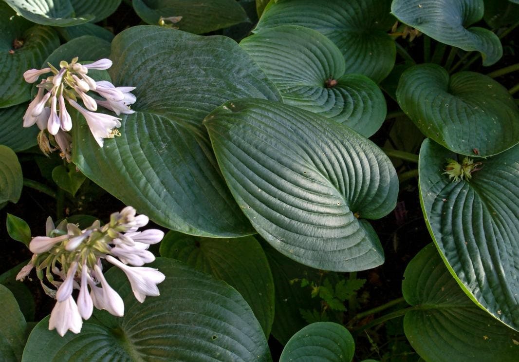 Spæde hosta kan sagtens spises.