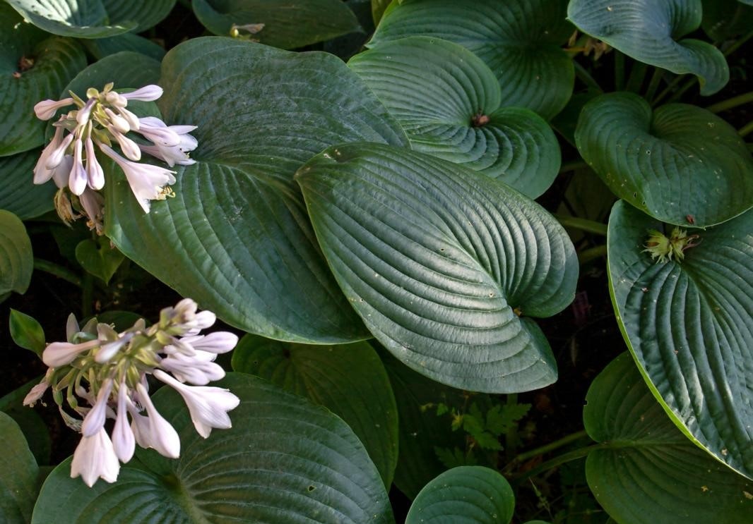 Spæde hosta kan sagtens spises.