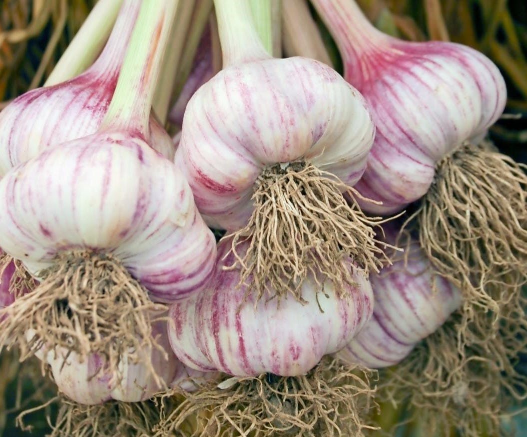 Hvidløg er en god lægeplante.