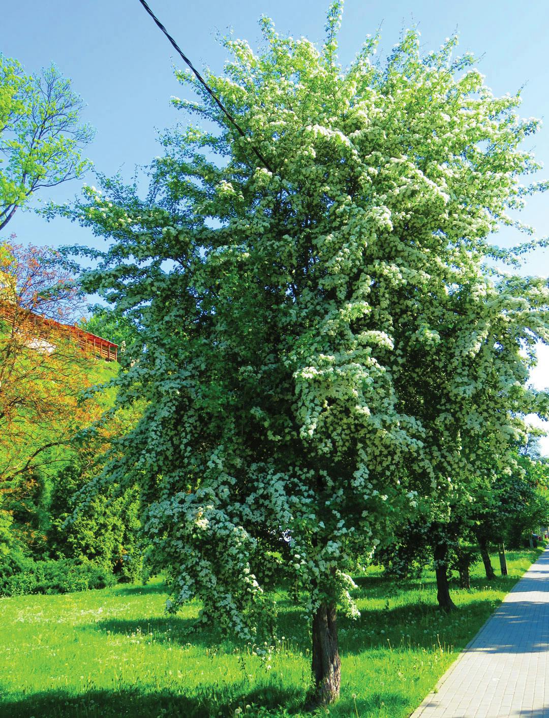 Hvidtjørn som træ i blomst