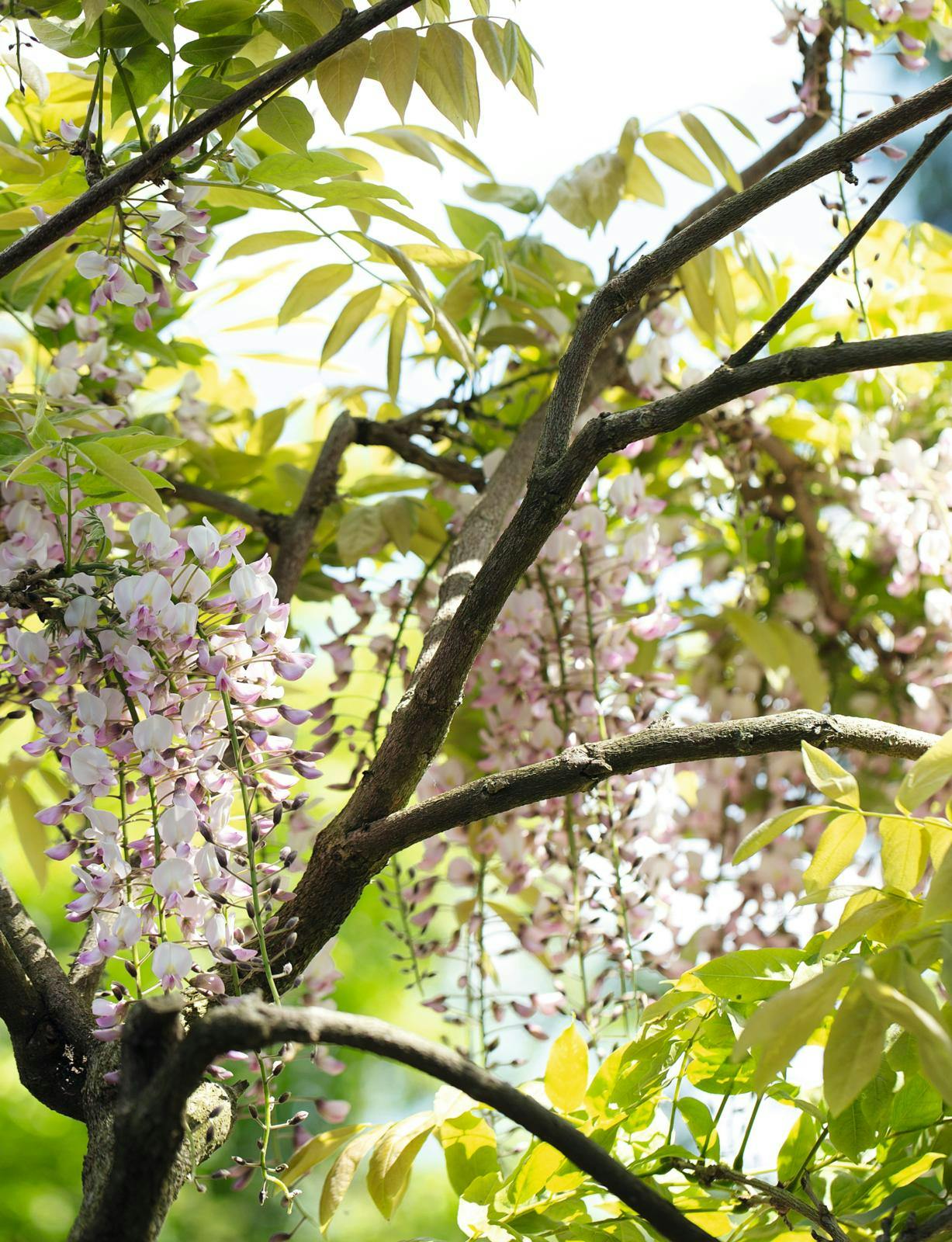 Wisteria floribunda ’Rosea’ 