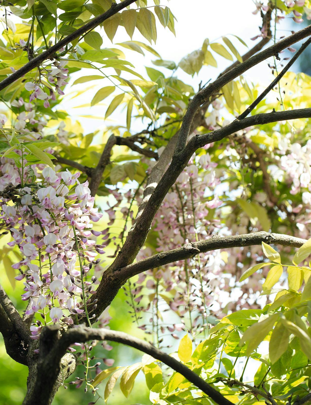 Wisteria floribunda ’Rosea’