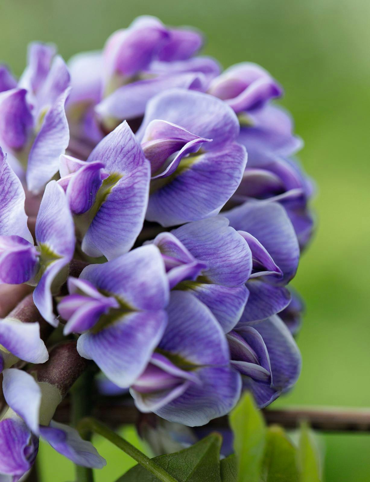 Wisteria frutescens