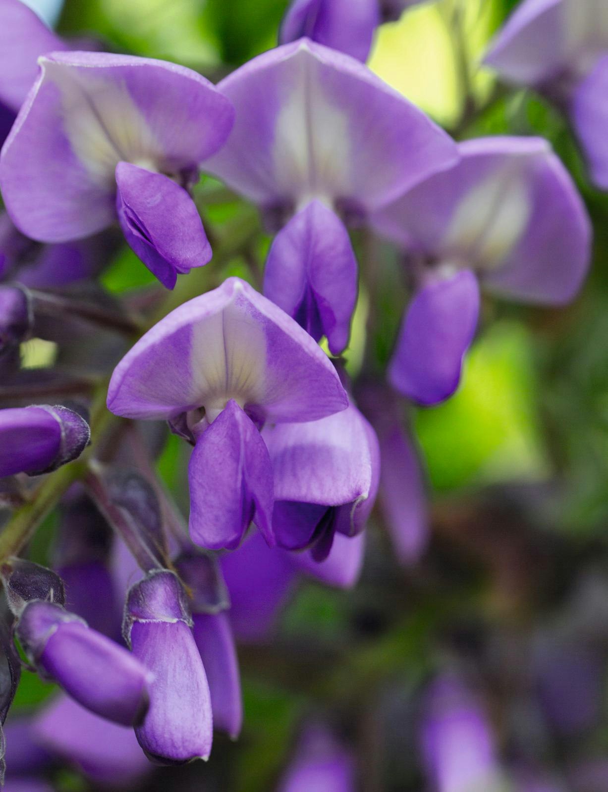 Wisteria brachybotrys 'Iko Yama Fuji'