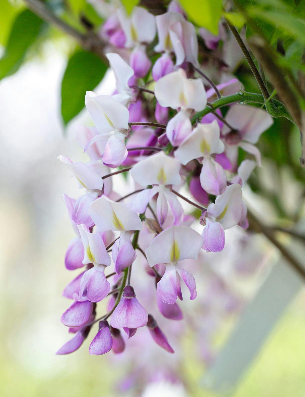 Wisteria brachybotrys