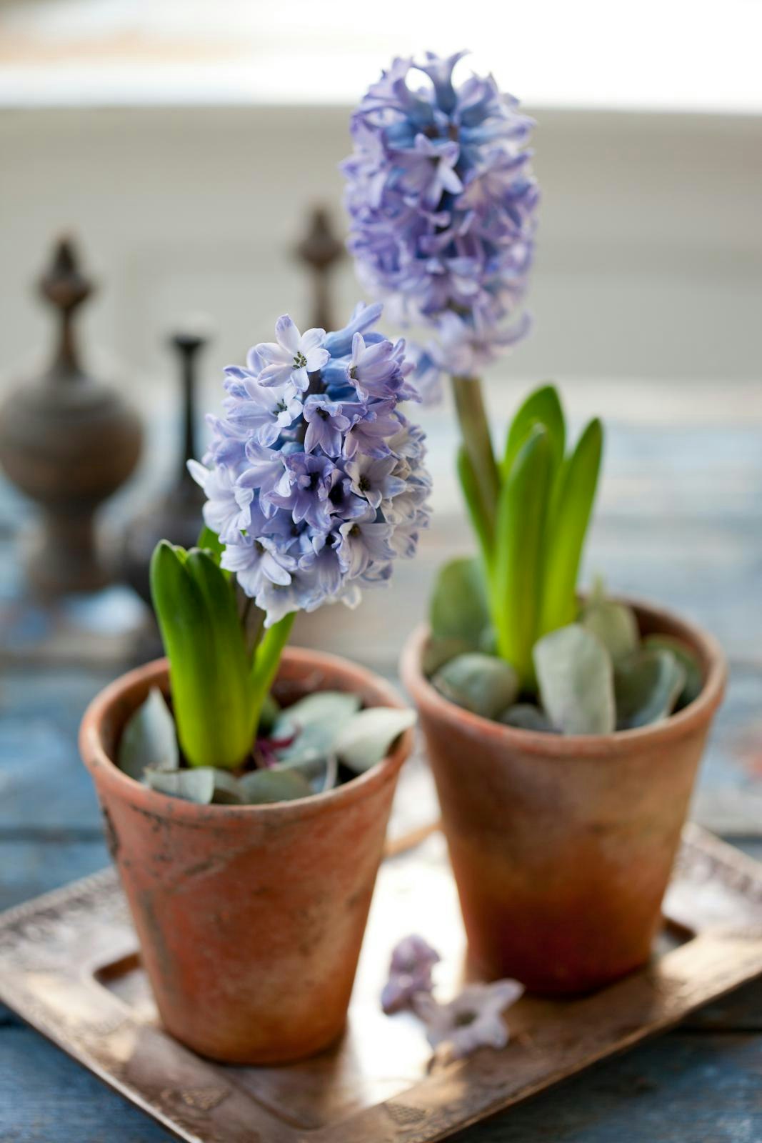 Hyacinter plantet i potter i fint stilleben.