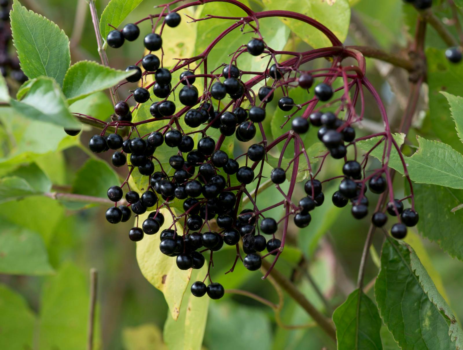 Bær af Sambucus nigra - almindelig hyld.