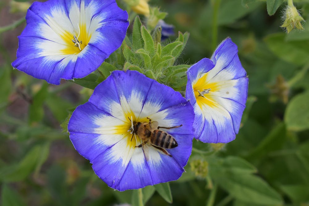 Tragtformede og fine blomster af jomfruskørt.