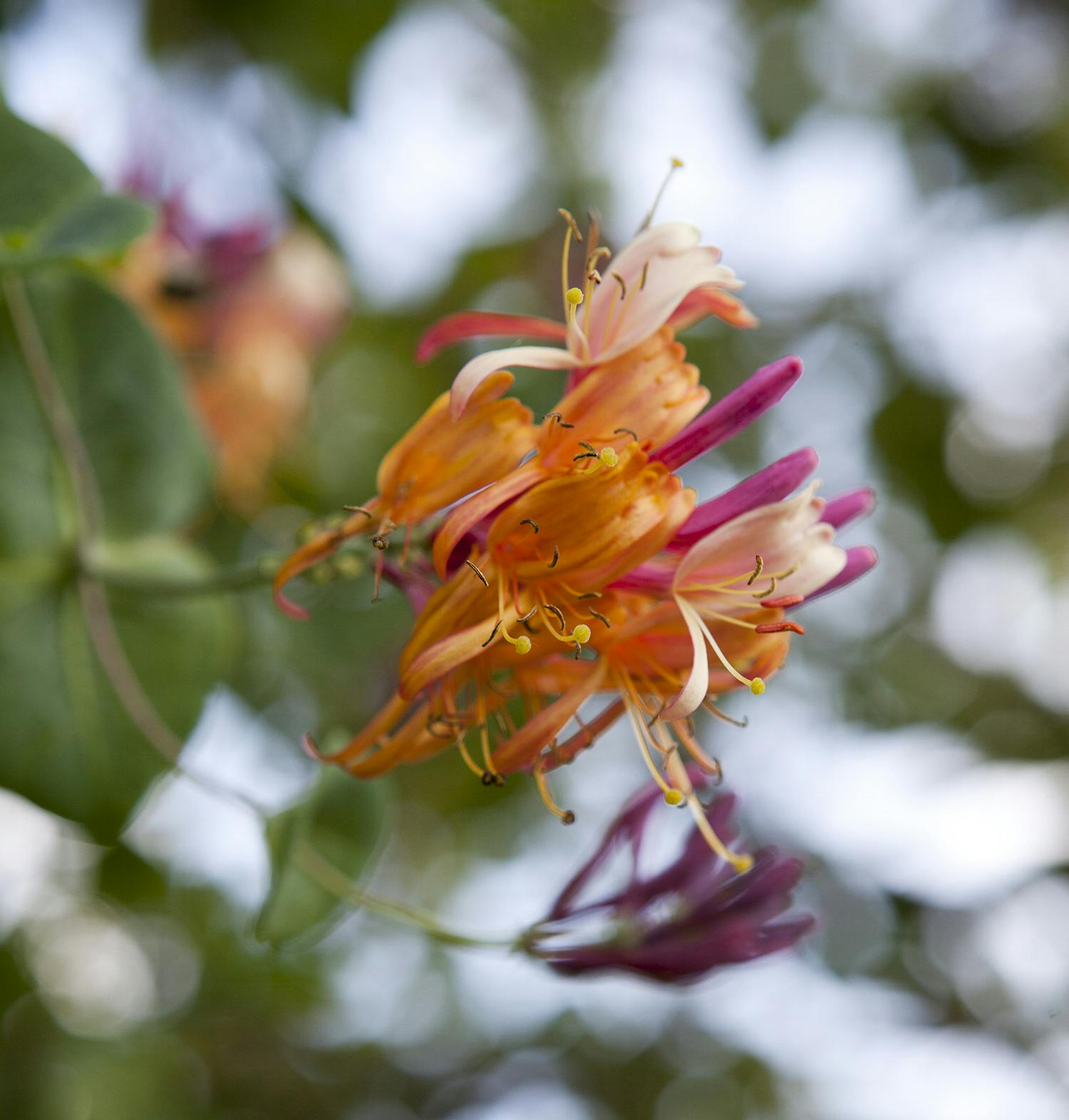 Kaprifolie, med smukke orange og pink blomster.