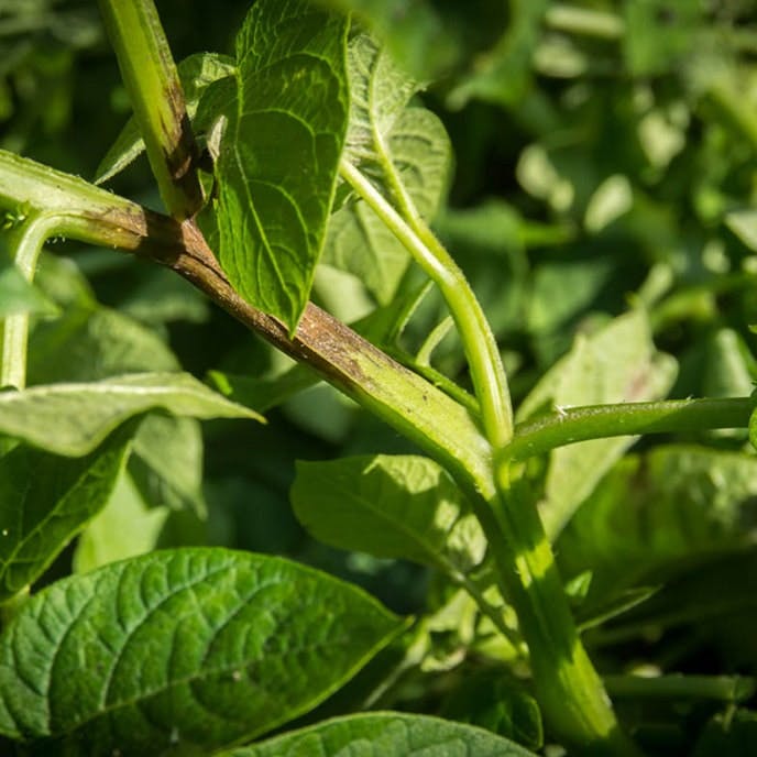 Kartoffelskimmel på stilken