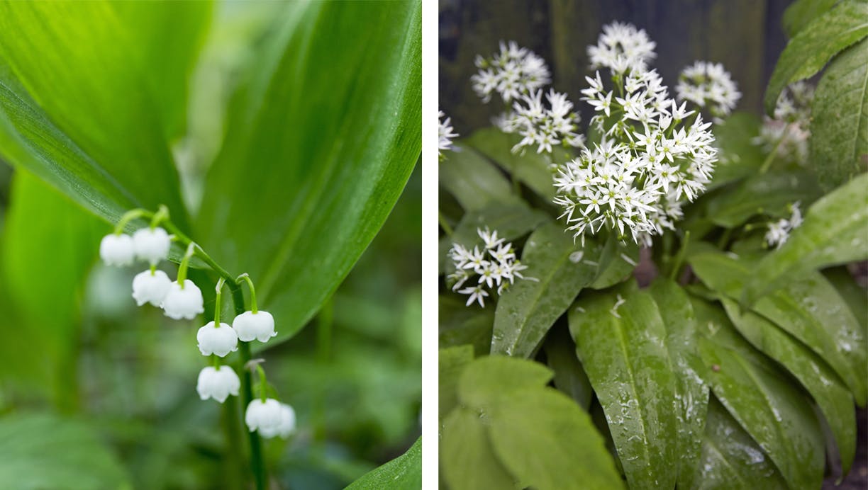 Liljekonval sammenlignet med ramsløg
