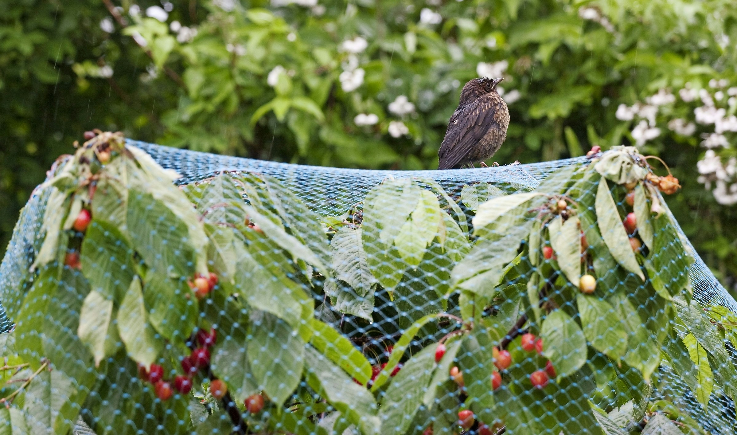 Beskyt kirsebær mod fugle med net