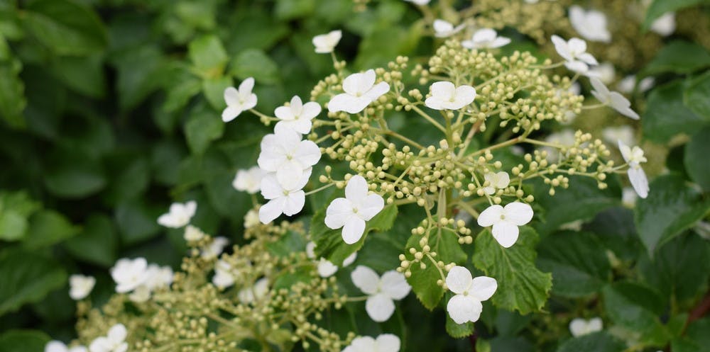 Klatrehortensia med sine ganske særlige blomster.