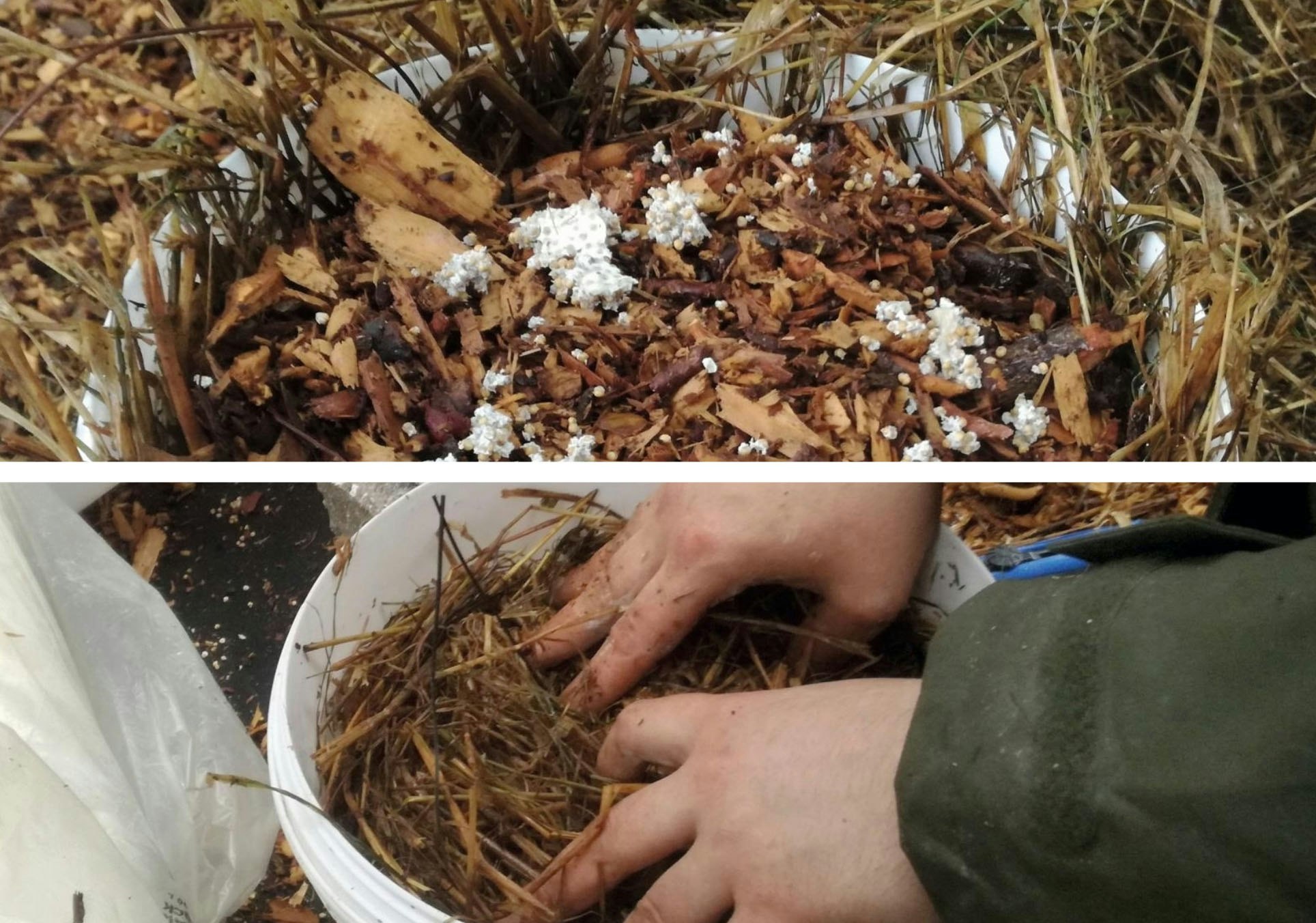Sådan dyrker du svampe indendørs og udendørs