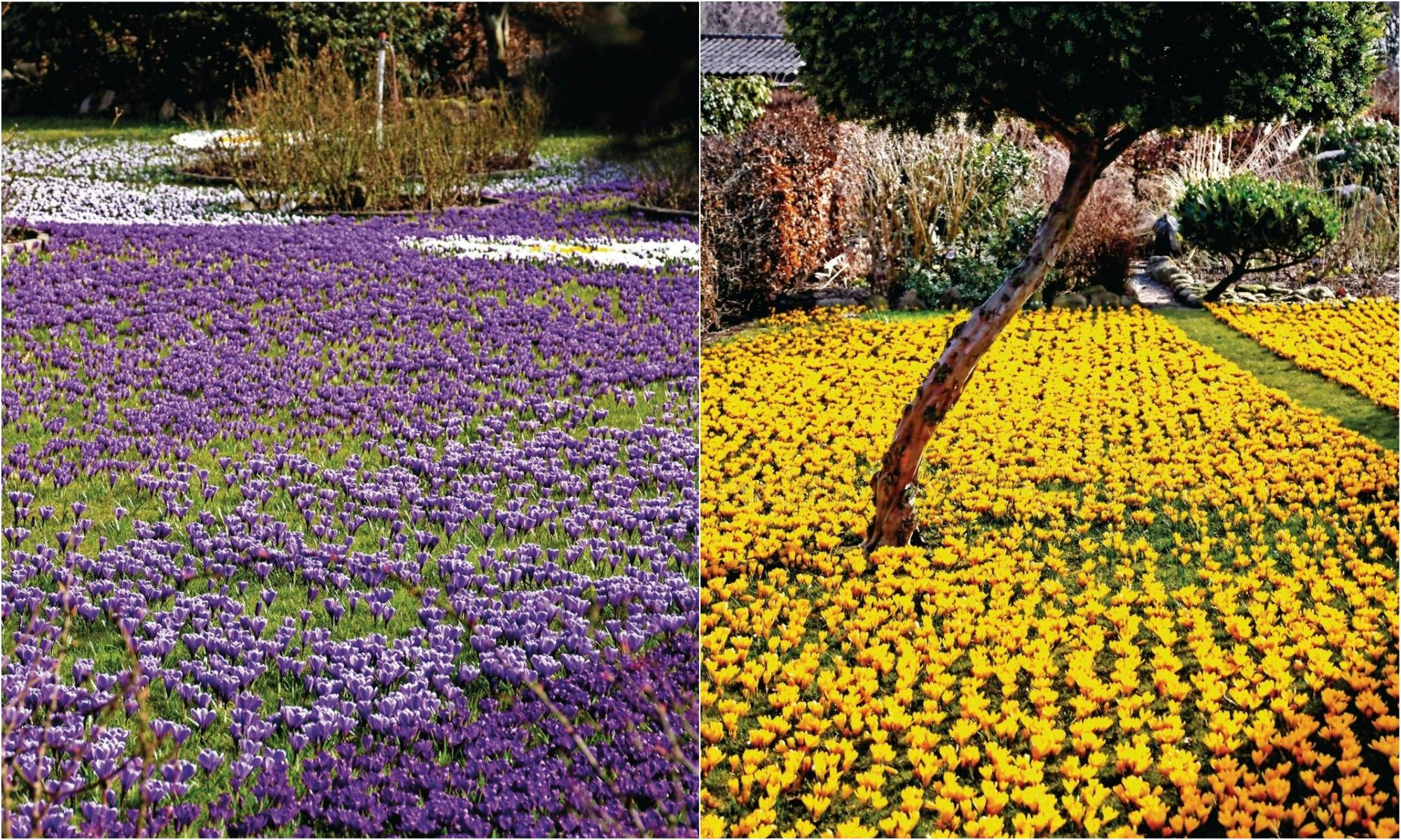 En græsplæne fyldt med krokus