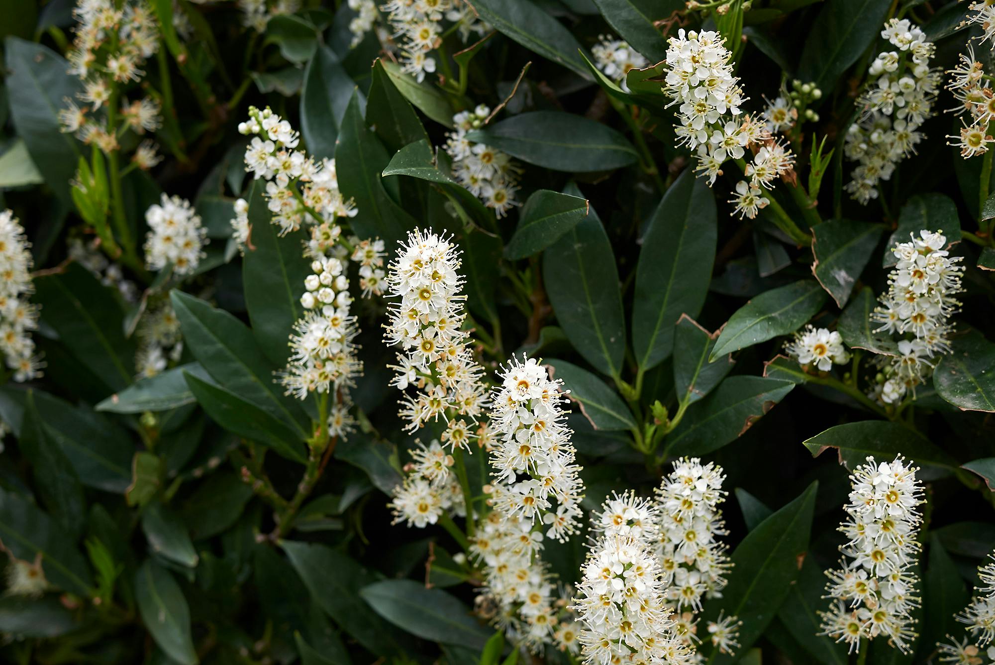 Laurbærkirsebær i blomst