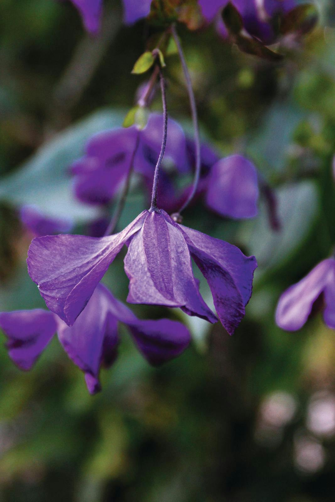 Klematis ’Little Bas’