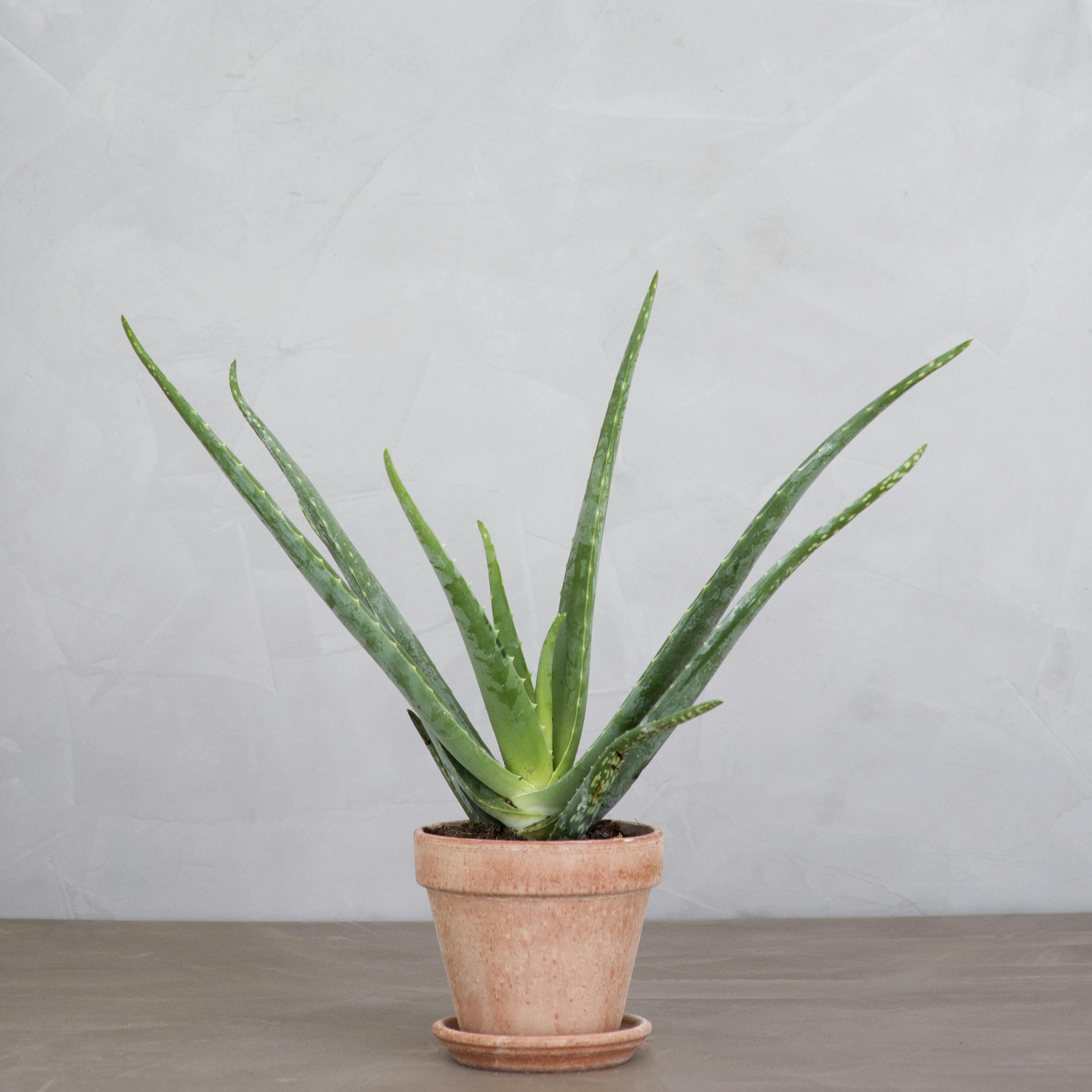 aloe vera