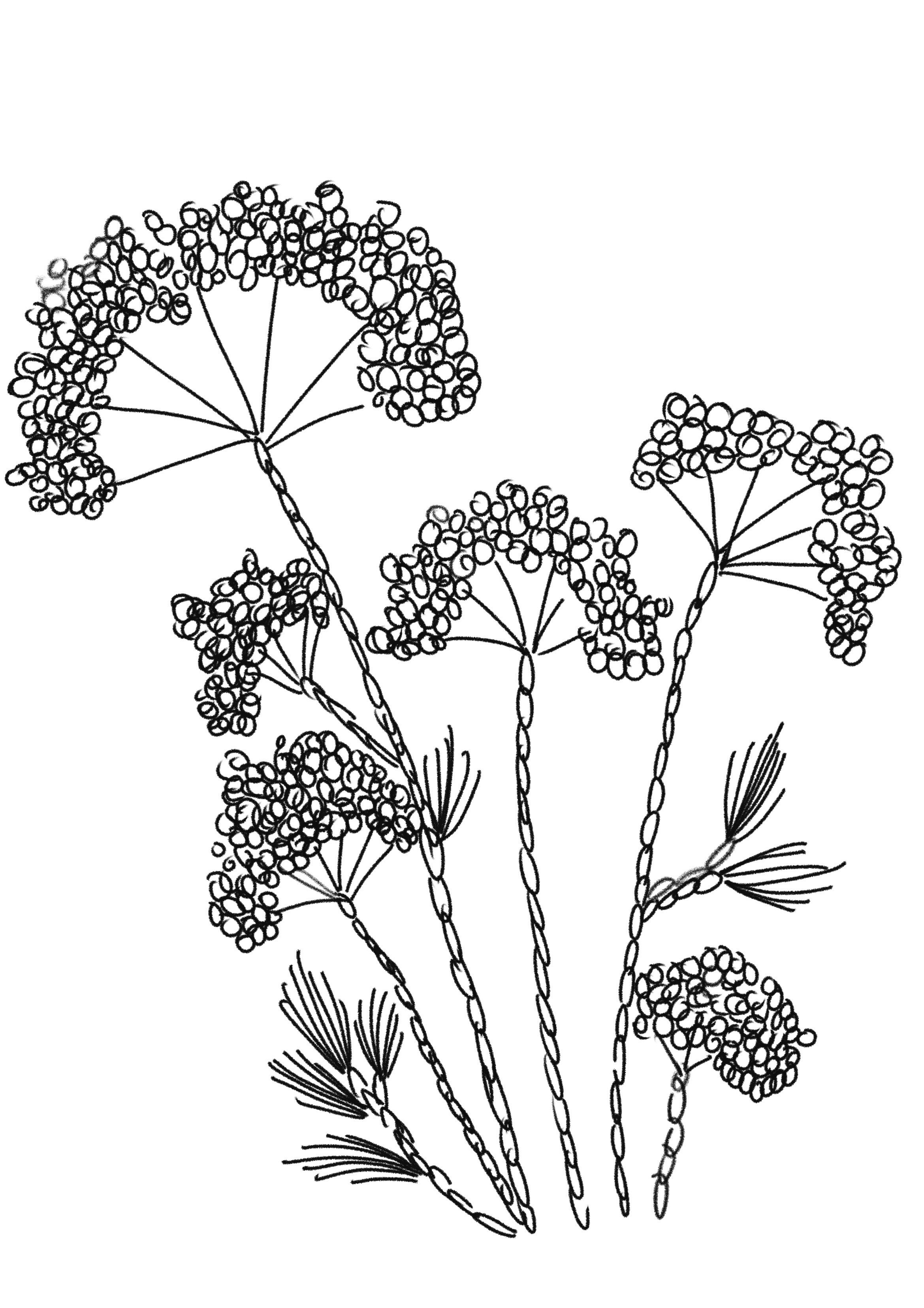 Broderidiagram til tylbroderi med blomster