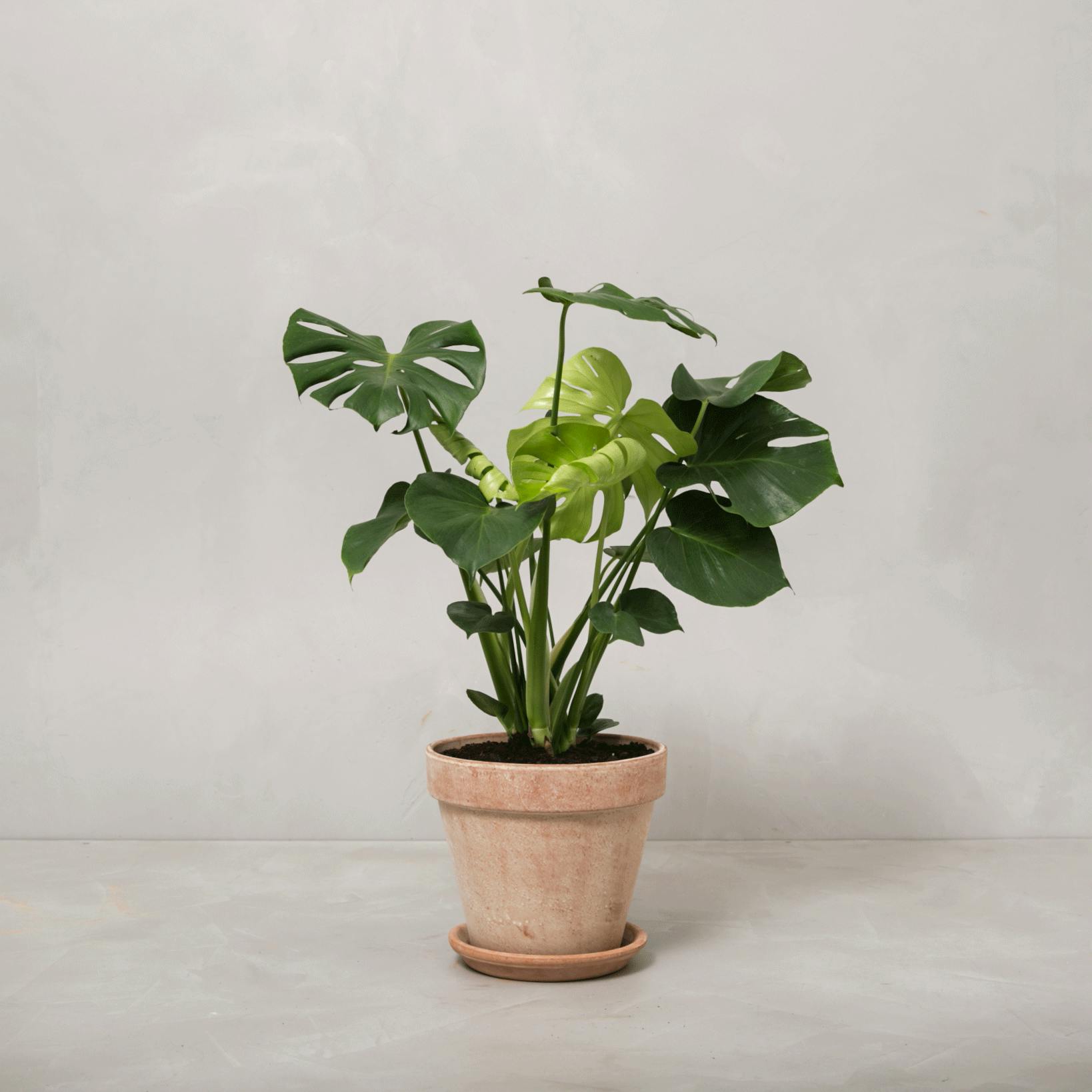 Fingerphilodendron