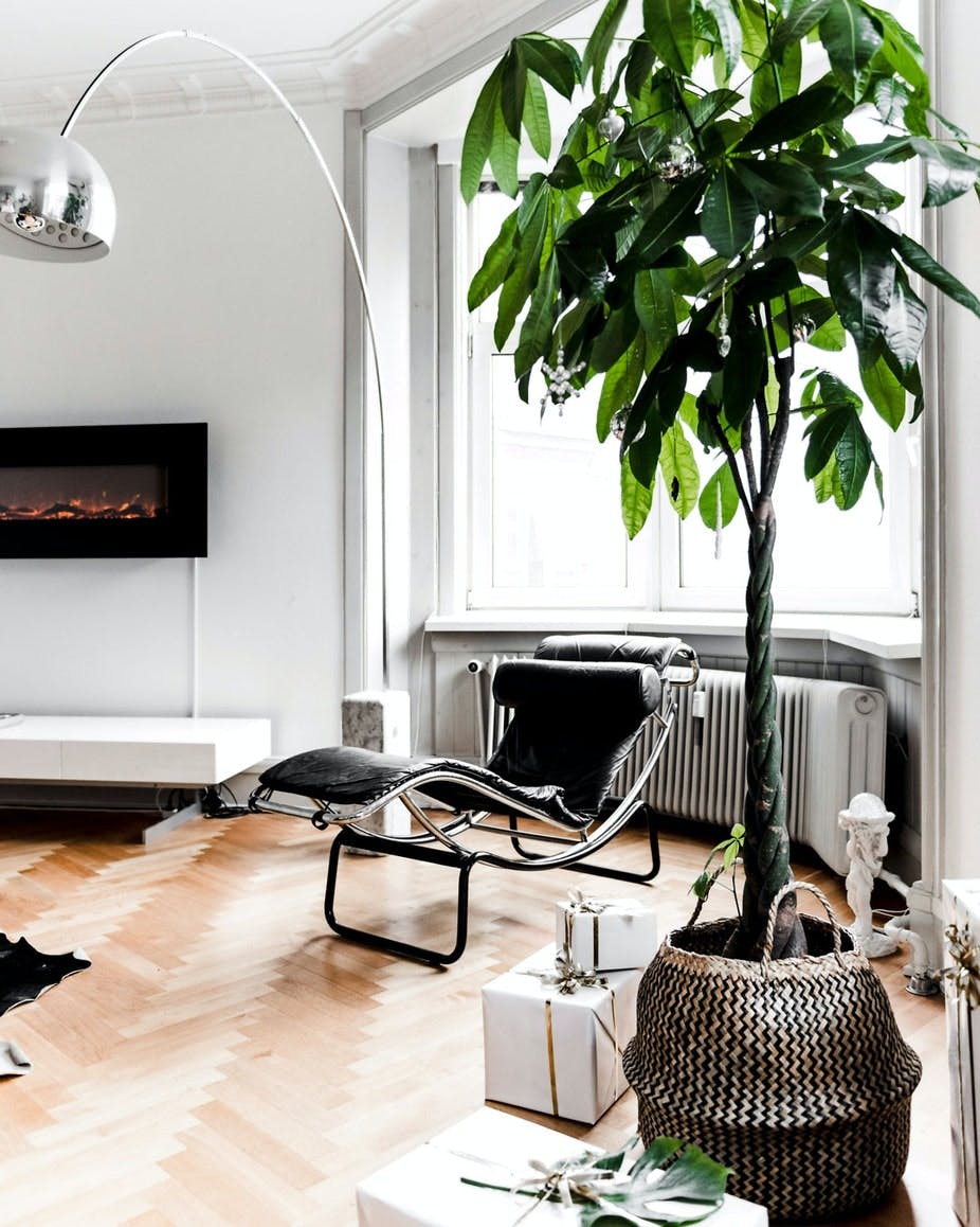 groenne_planter_i_stuen_-_lykkekastanjetrae