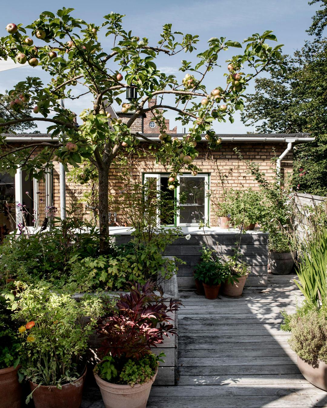 haven_paa_taget_aebletrae_tagterrasse