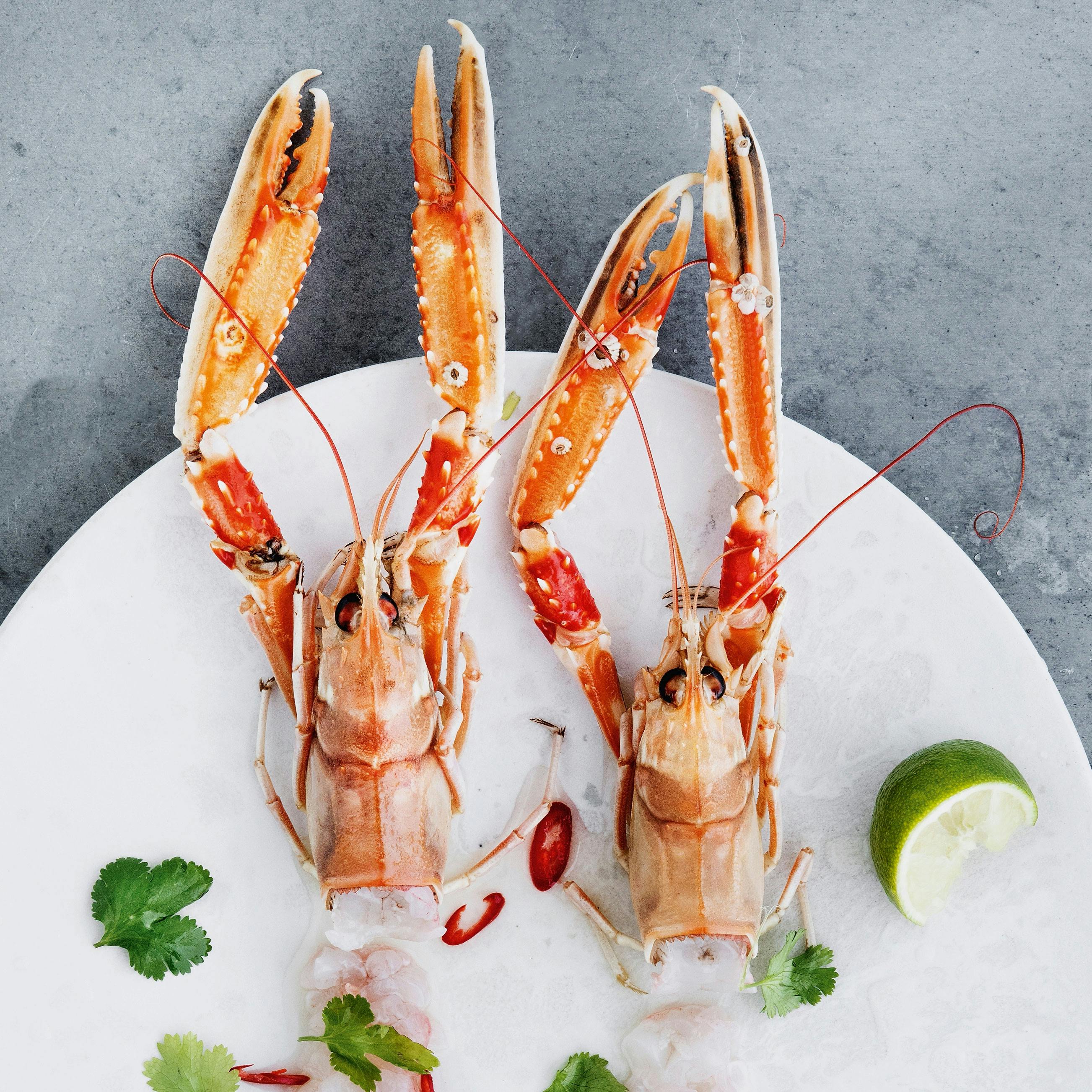 Ceviche af jomfruhummer