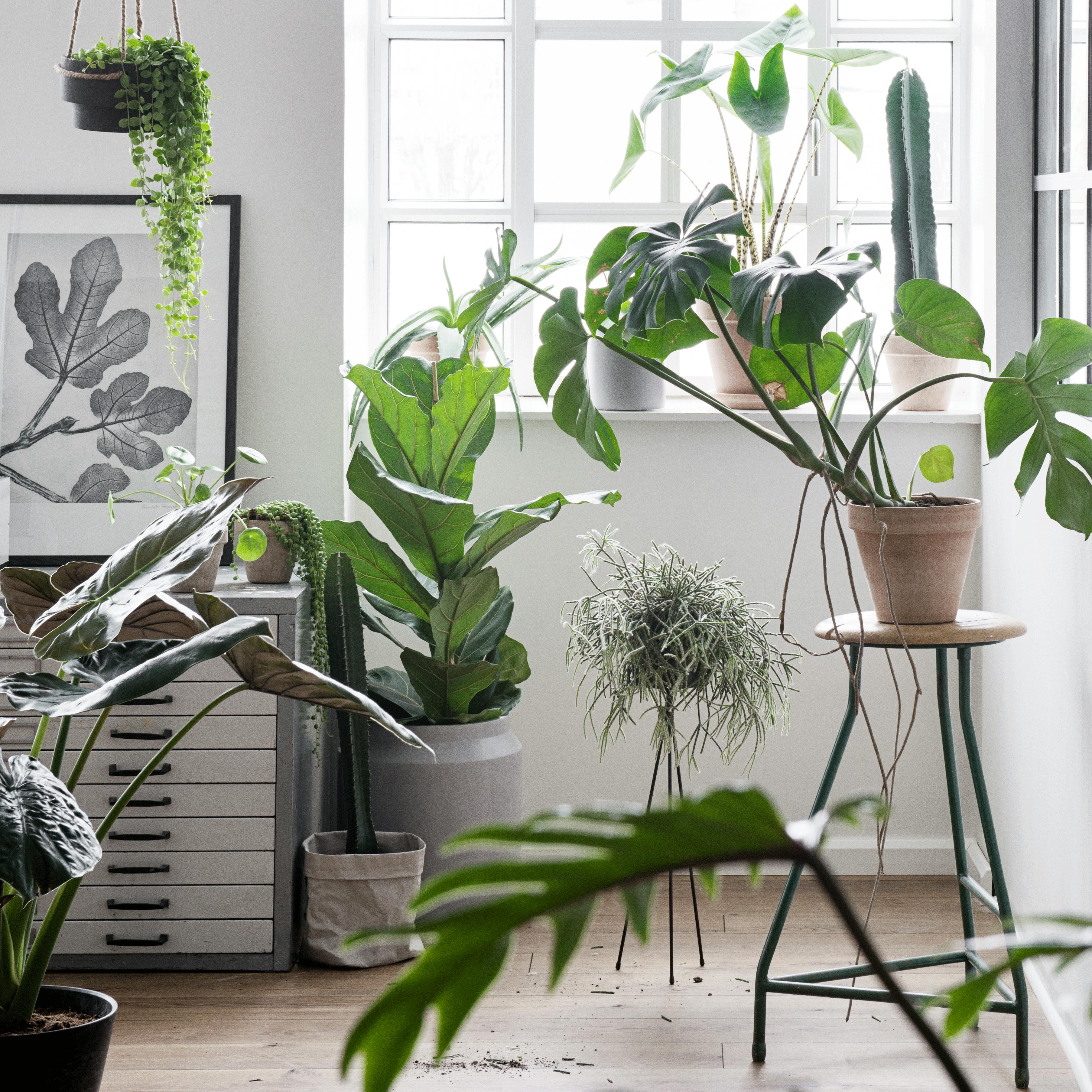 allergivenlige planter