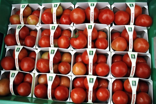 Bakker med økologiske tomater