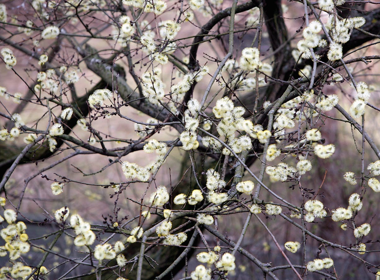 Sådan slipper du for pollen derhjemme