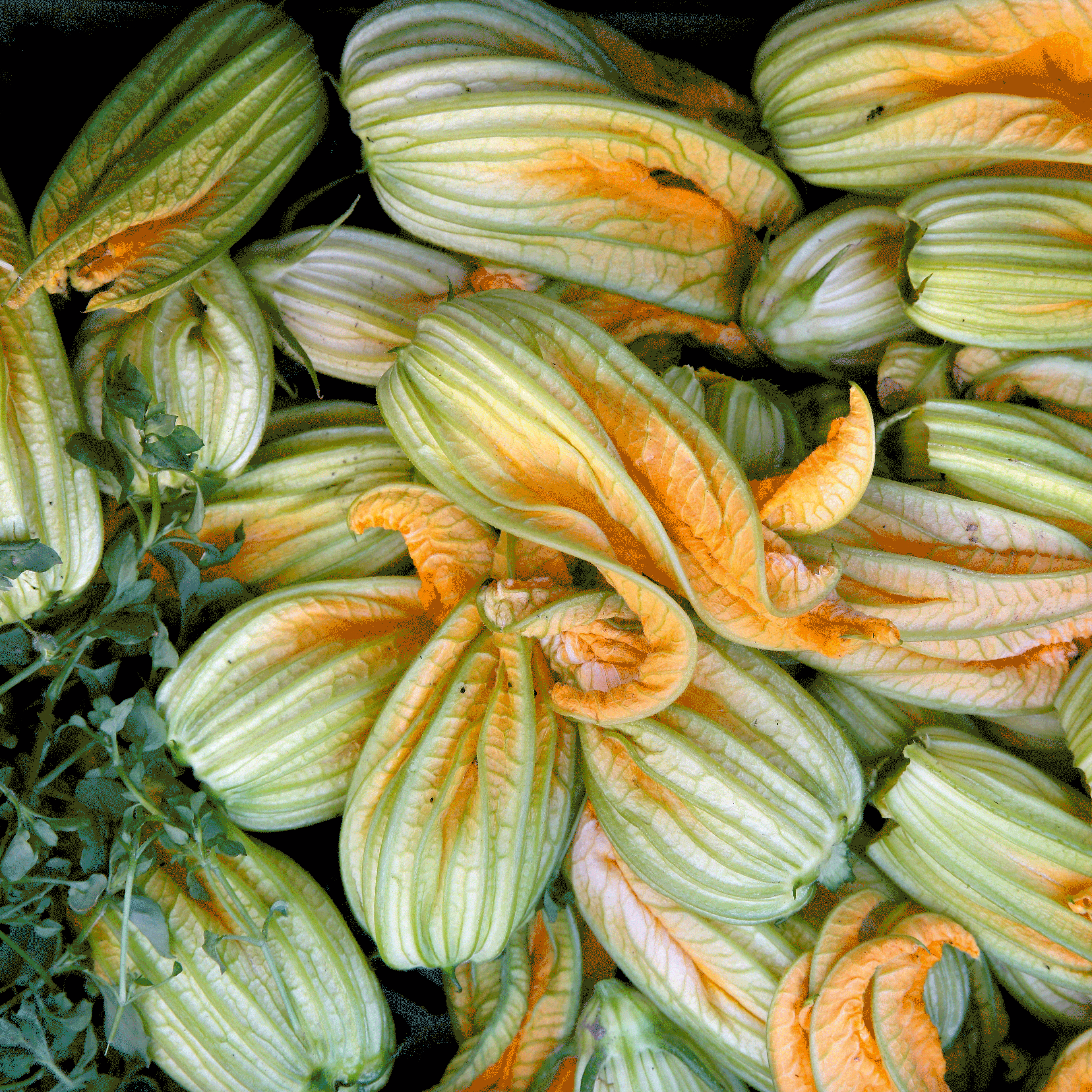 zucchiniblomster
