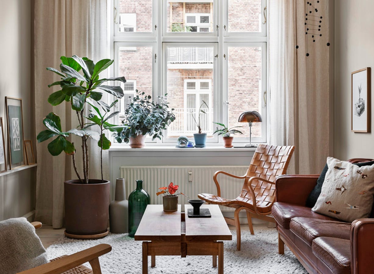 stueplanter_groenne_planter_store_til_stuen