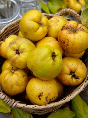 https://imgix.isabellas.dk/madogbolig/media/websites/madogbolig-dot-dk/website/gourmet/raavarer/kvaeder-a.jpg