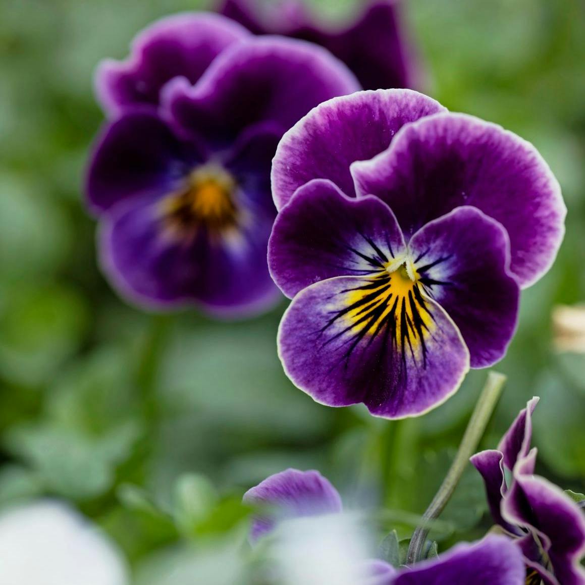 Smukke stedmoderblomster i lilla, hvid og gul.