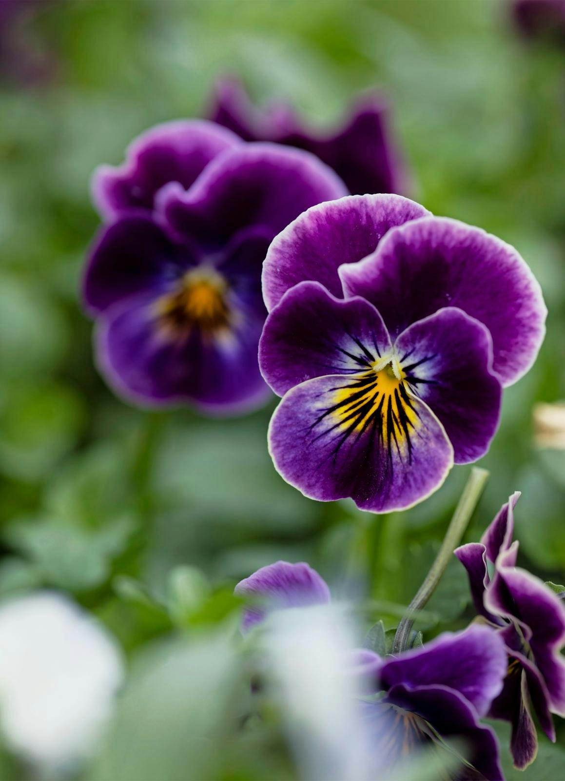 Smukke stedmoderblomster i lilla, hvid og gul.