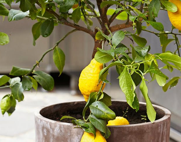 Citrontræ