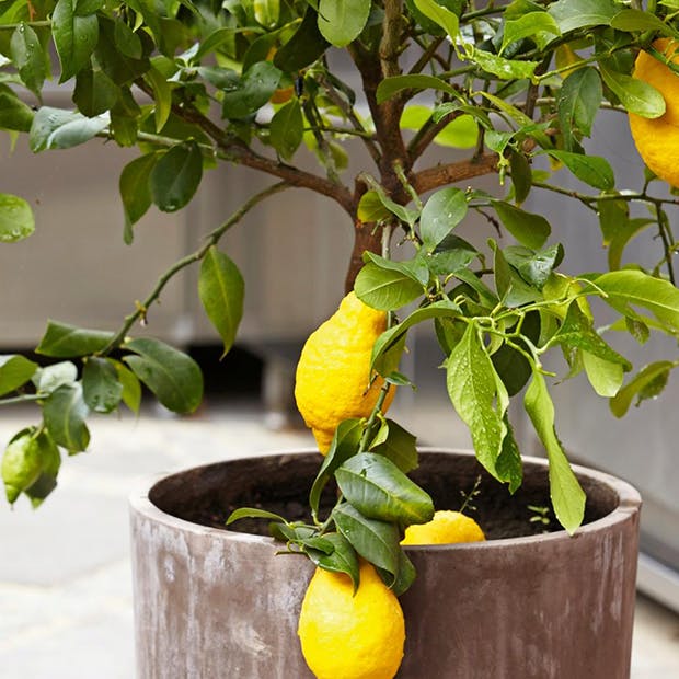 10 overvintrende planter