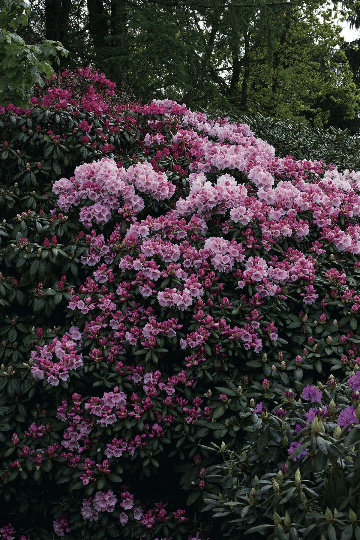 Stor guide til Rhododendron: skal vide |