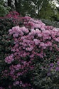 Rhododendron i blomst - gødning, vanding og beskæring